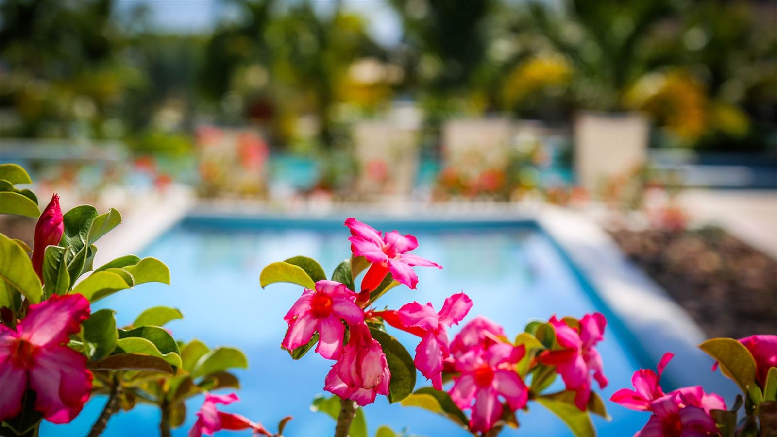 Events In Jamaica Events In Negril The Cliff Hotel